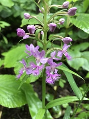 Platanthera grandiflora