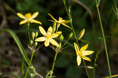 Triteleia ixioides scabra