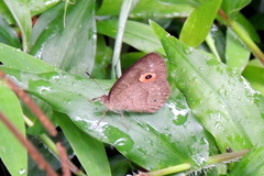 Heteropsis