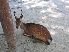 Cervus nippon
