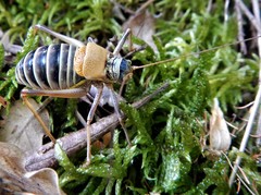 Lluciapomaresius stalii