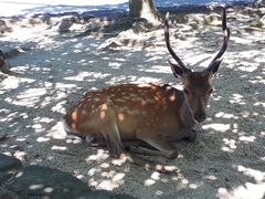 Cervus nippon