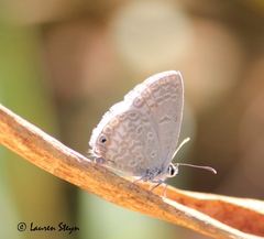 Euchrysops malathana