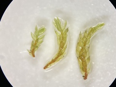 Pterigynandrum filiforme