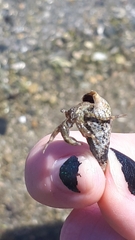 Paguroidea