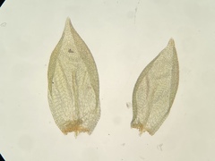 Pterigynandrum filiforme