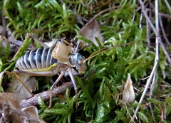 Lluciapomaresius stalii