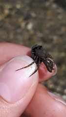 Paguroidea