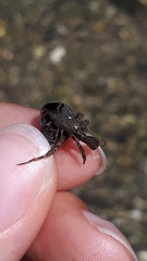 Paguroidea