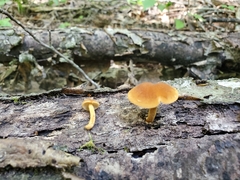 Phaeomarasmius proximans