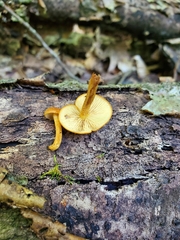 Phaeomarasmius proximans