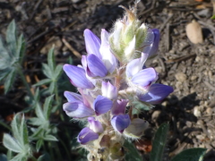 Lupinus lepidus confertus