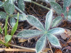 Lupinus lepidus confertus