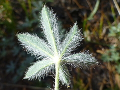 Lupinus lepidus confertus