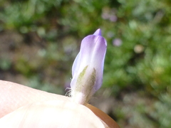 Lupinus lepidus confertus