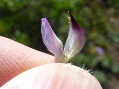 Lupinus lepidus confertus