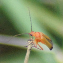 Rhagonycha fulva