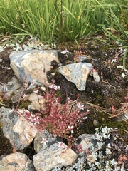 Micranthes bryophora