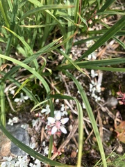 Micranthes bryophora