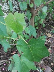 Paulownia