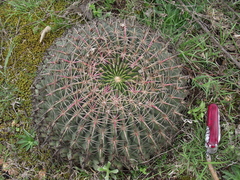 Ferocactus macrodiscus
