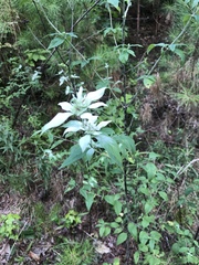 Pycnanthemum incanum