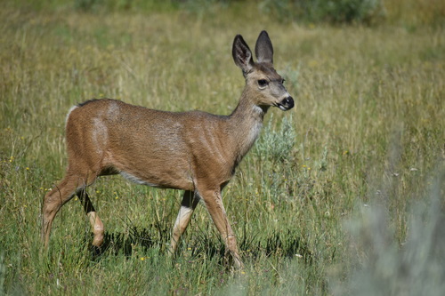 iNaturalist observation photo of Mule Deer