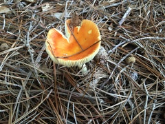 Amanita parcivolvata