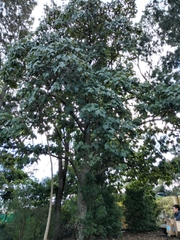 Paulownia