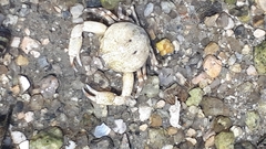 Pleocyemata