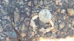 Pleocyemata