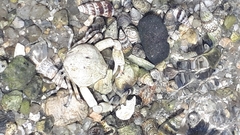 Pleocyemata