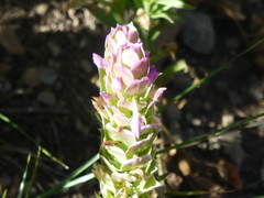 Orthocarpus cuspidatus cryptanthus