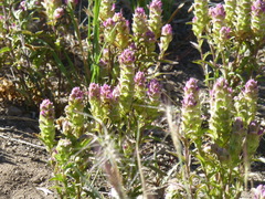 Orthocarpus cuspidatus cryptanthus