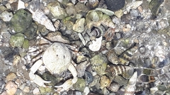 Pleocyemata