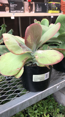 Kalanchoe luciae
