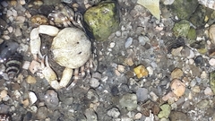 Pleocyemata