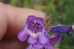 Penstemon deaveri
