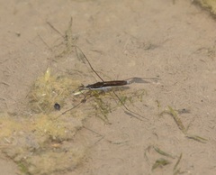 Limnoporus notabilis