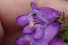 Penstemon deaveri