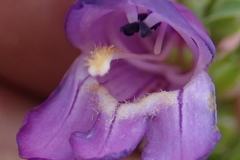 Penstemon deaveri