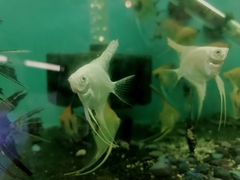 Pterophyllum scalare