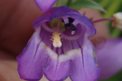 Penstemon deaveri