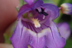 Penstemon deaveri