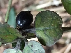 Coprosma spathulata spathulata