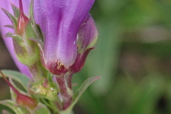 Penstemon deaveri
