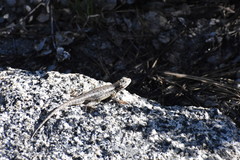 Sceloporus graciosus gracilis