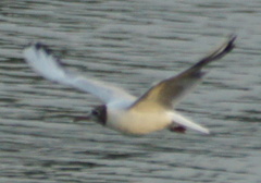 Chroicocephalus ridibundus