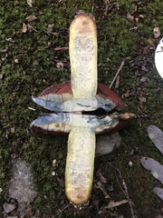 Boletus subluridellus