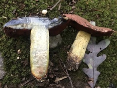 Boletus subluridellus